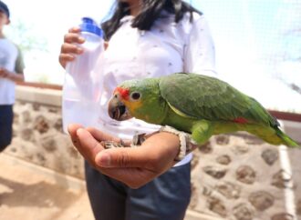 Santuaai promueve el rescate y cuidado de la fauna silvestre.