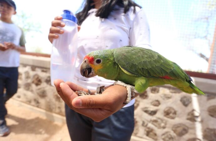 Santuaai promueve el rescate y cuidado de la fauna silvestre.